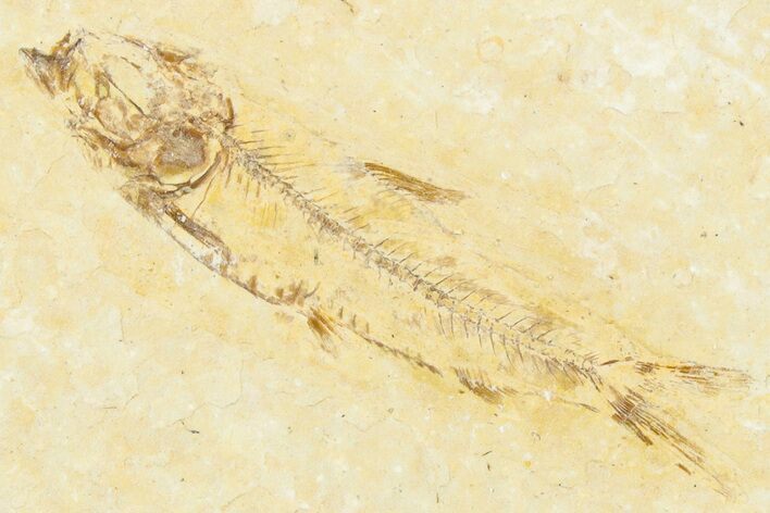 Bargain, Juvenile Fossil Fish (Knightia) - Wyoming #331046
